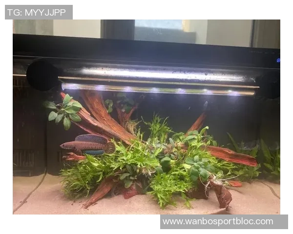 今日趣图：探讨鱼缸中的咸水鱼与淡水鱼共存的可能性与挑战